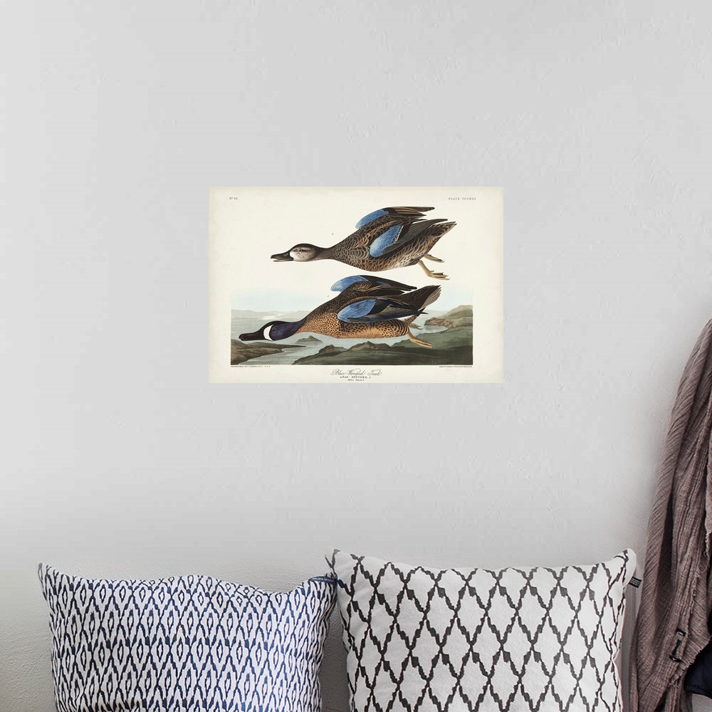 A bohemian room featuring Blue-Winged Teal