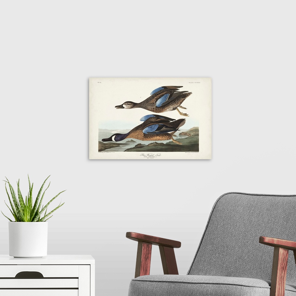 A modern room featuring Blue-Winged Teal