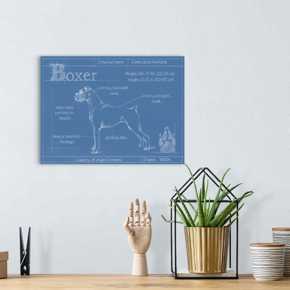 A bohemian room featuring "Blueprint" illustration showing the parts of a Boxer dog.