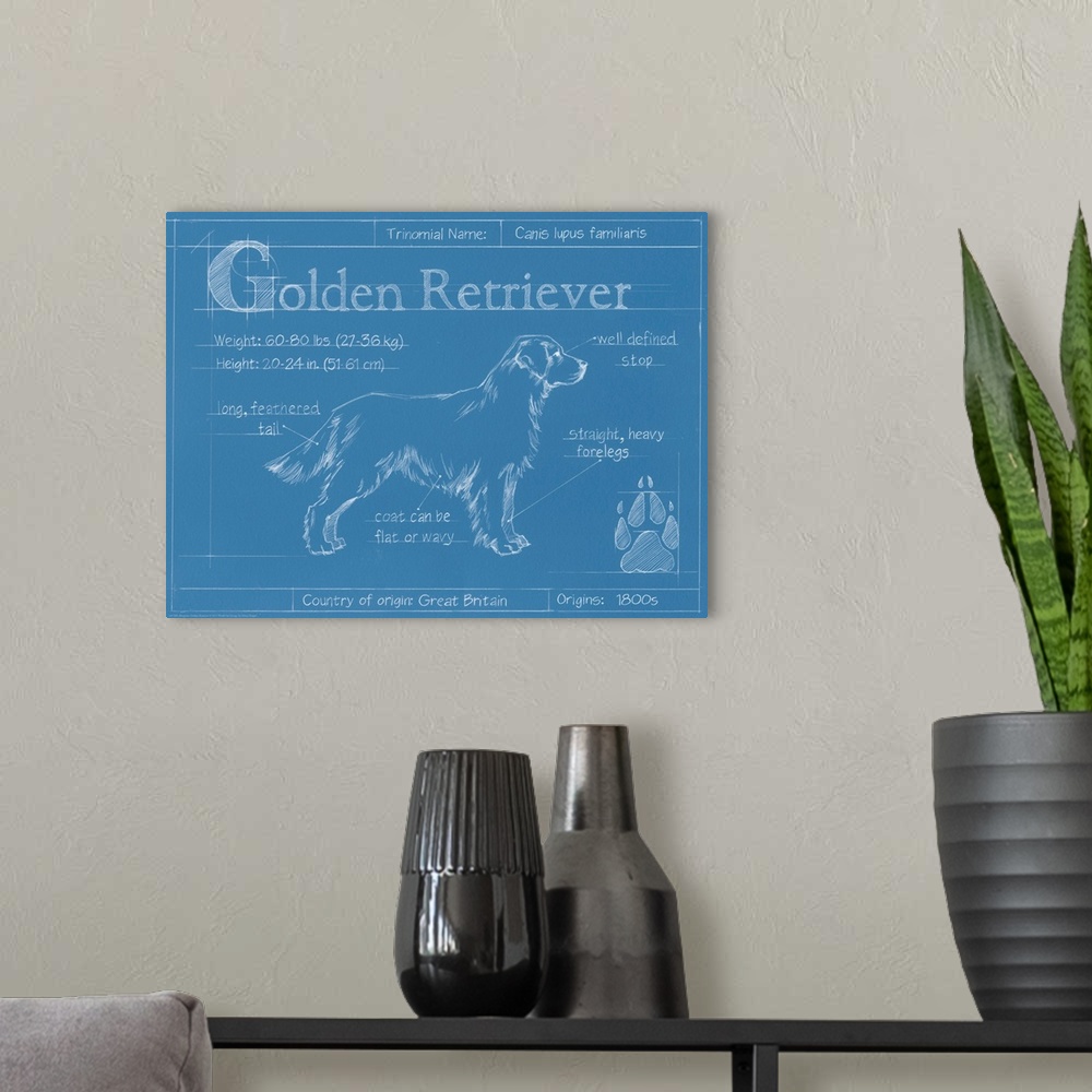 A modern room featuring "Blueprint" illustration showing the parts of a Golden Retriever dog.