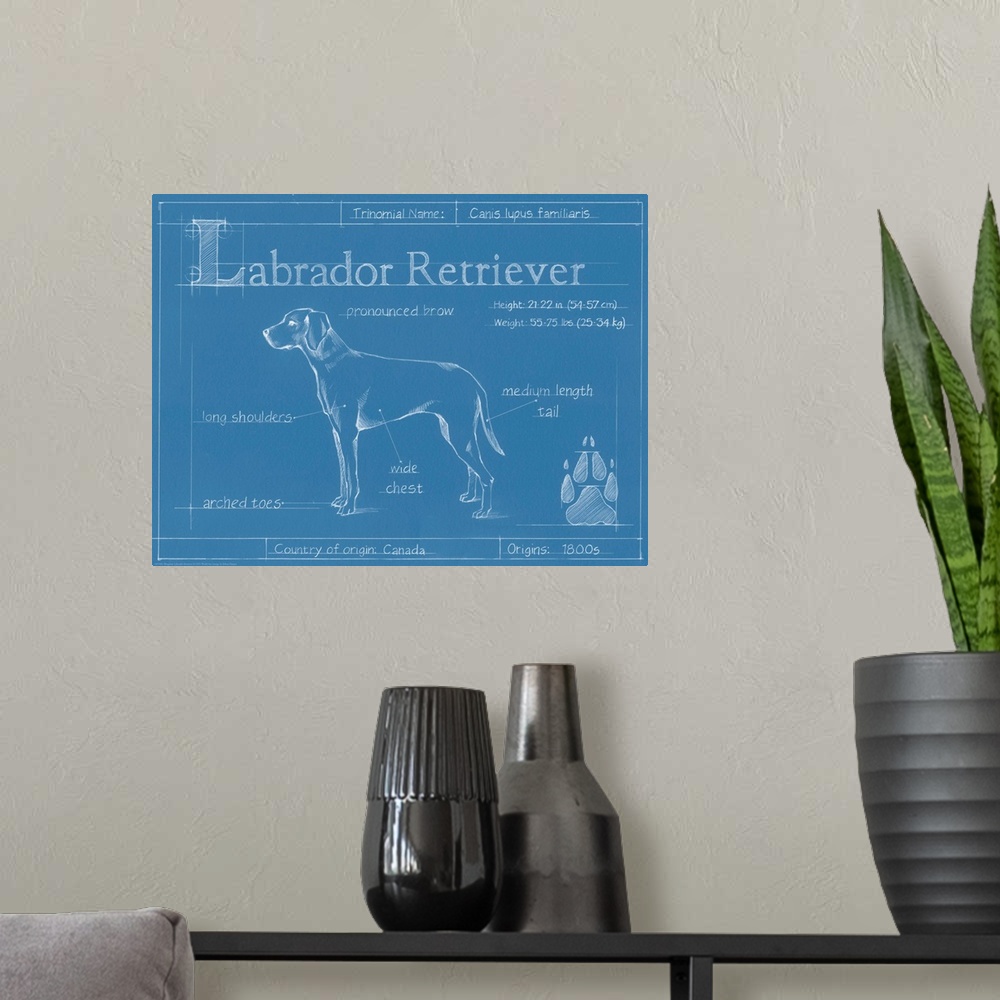 A modern room featuring "Blueprint" illustration showing the parts of a Labrador Retriever dog.