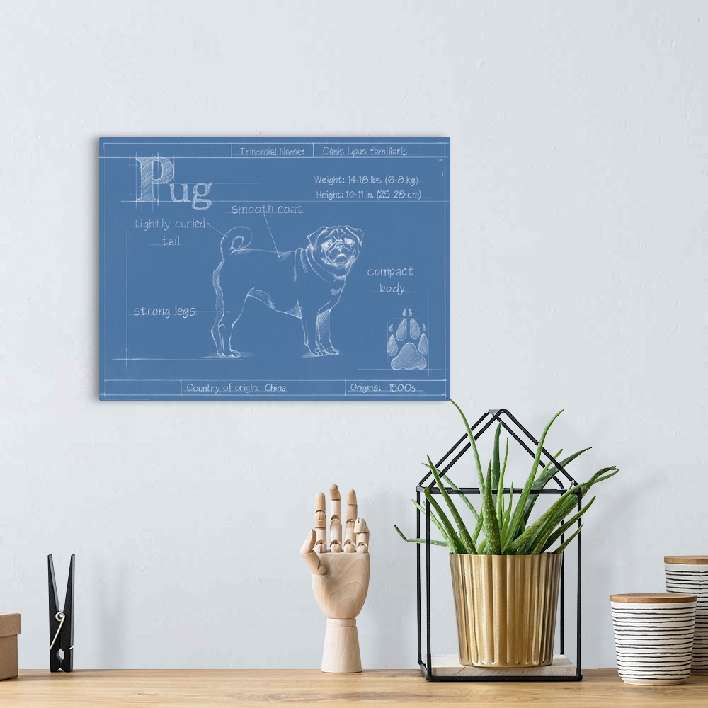 A bohemian room featuring "Blueprint" illustration showing the parts of a Pug dog.