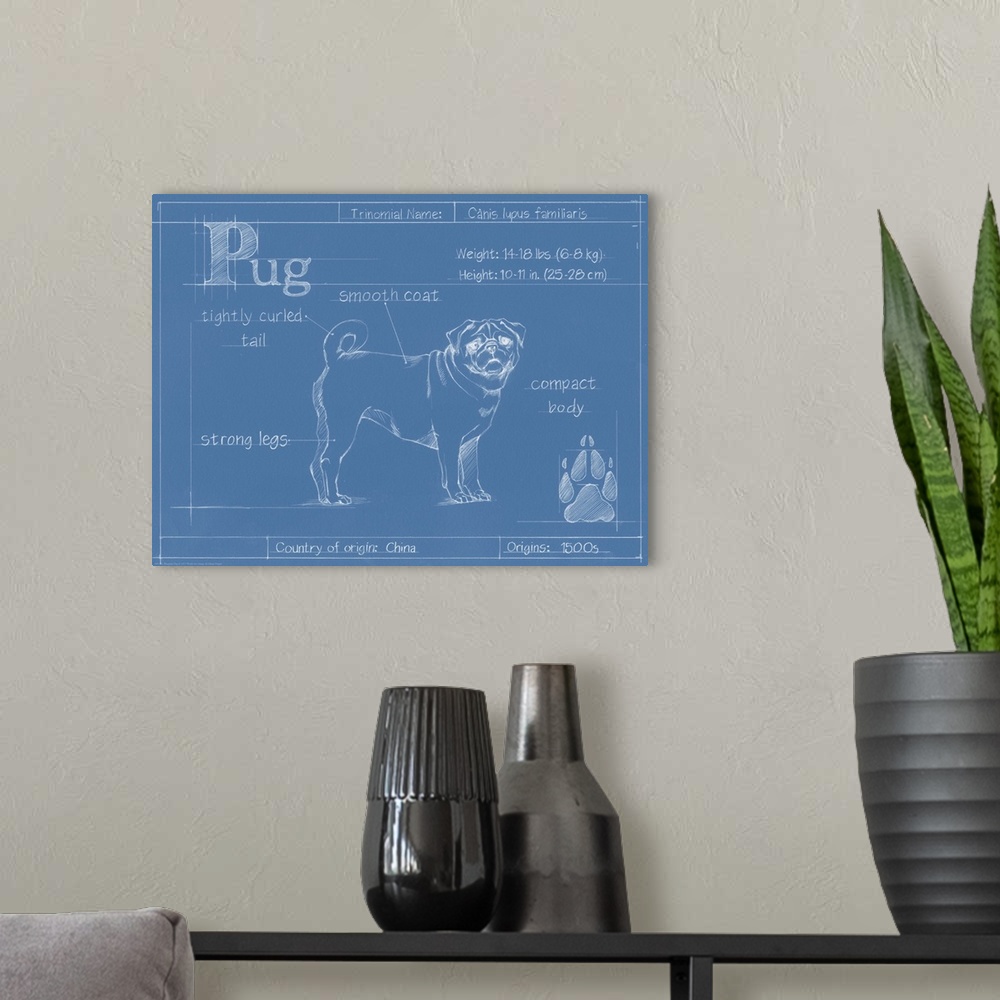 A modern room featuring "Blueprint" illustration showing the parts of a Pug dog.