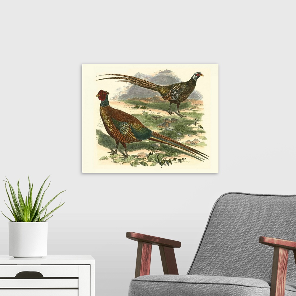 A modern room featuring Bohemian Pheasant