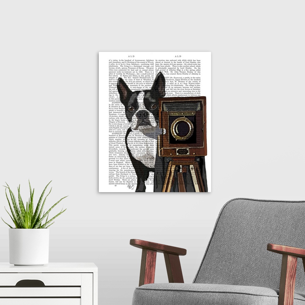 A modern room featuring Boston Terrier Photographer
