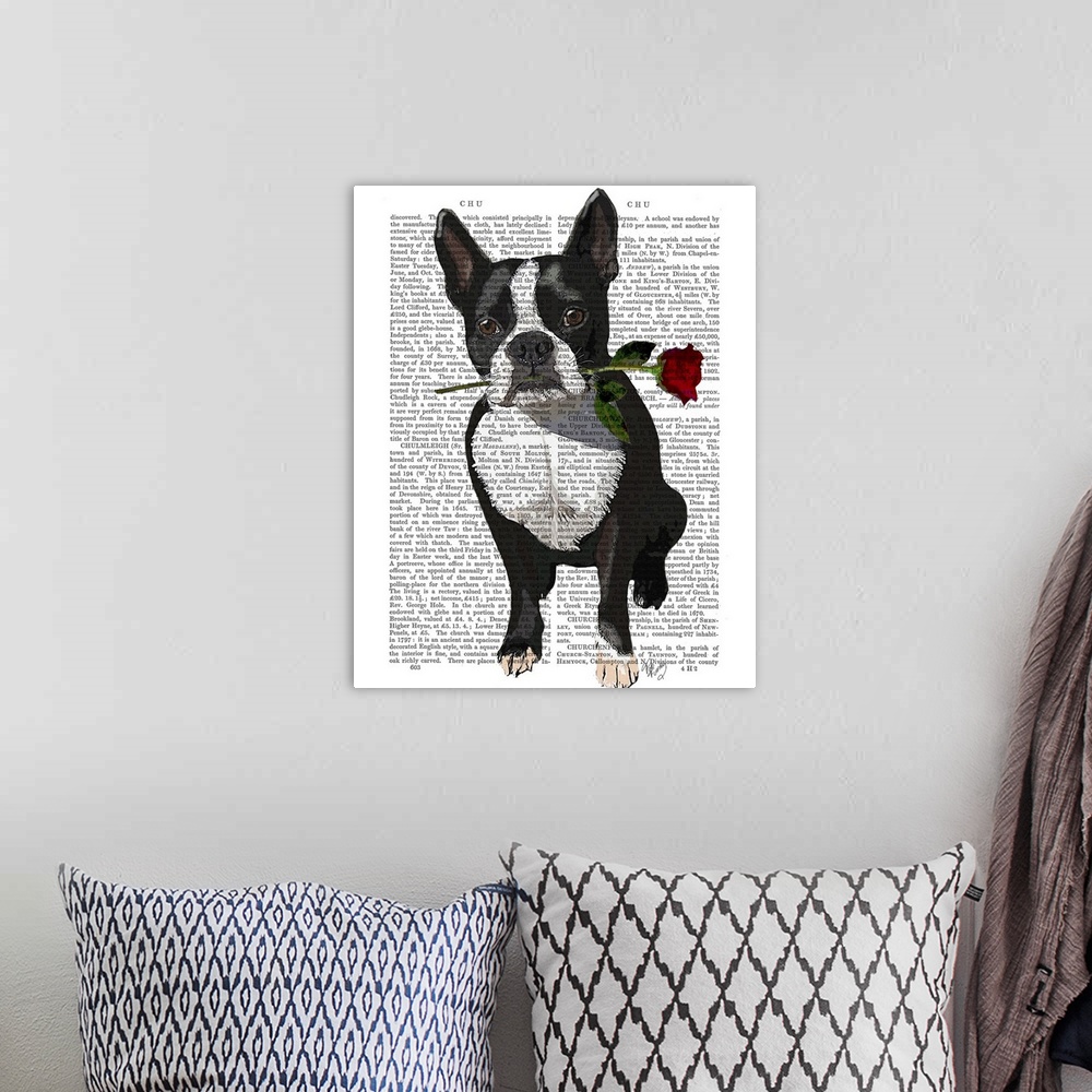 A bohemian room featuring Boston Terrier with Rose in Mouth