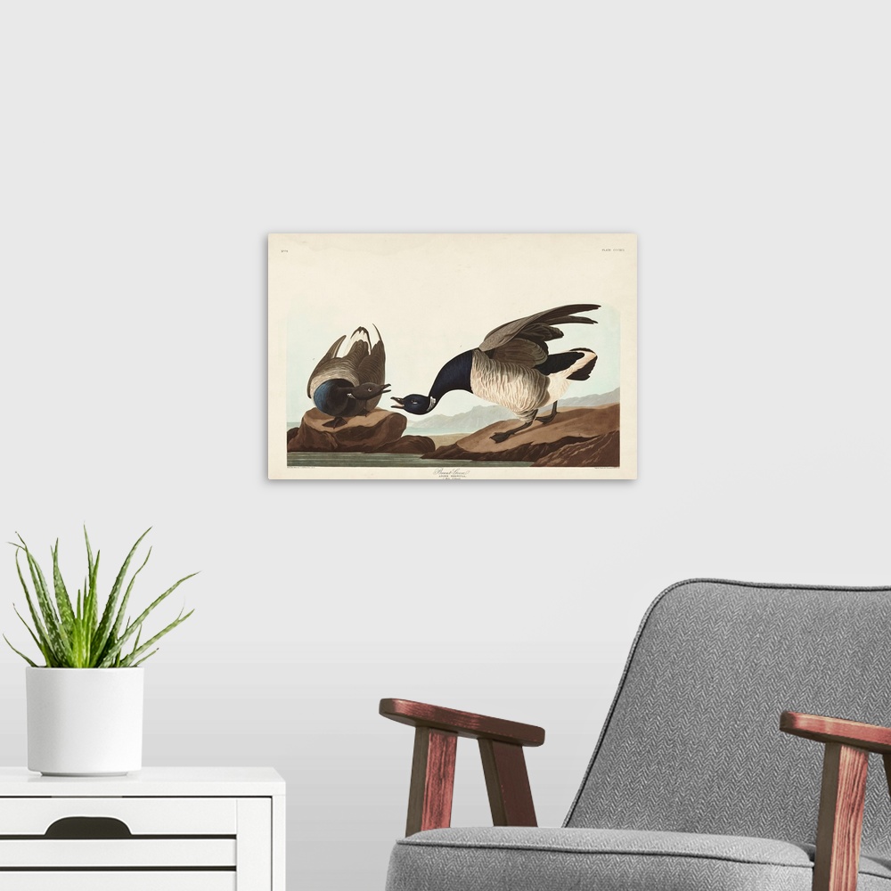 A modern room featuring Brant Goose