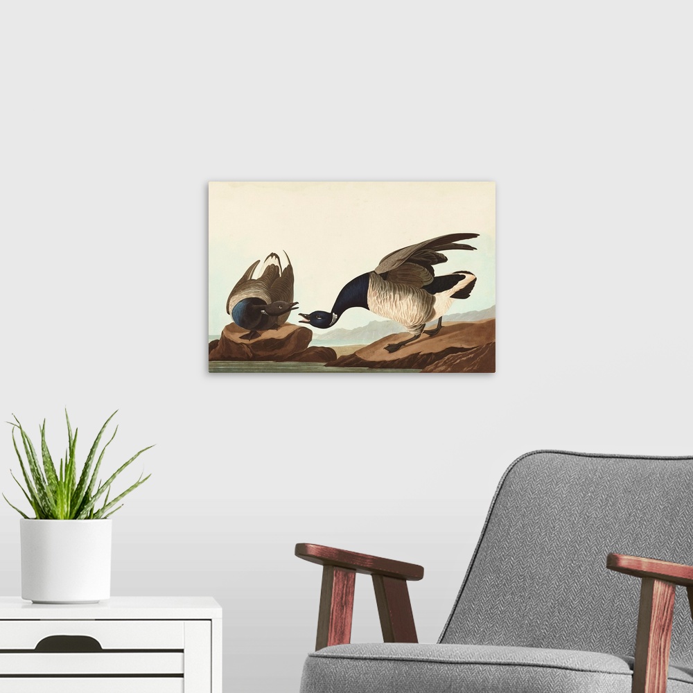 A modern room featuring Brant Goose