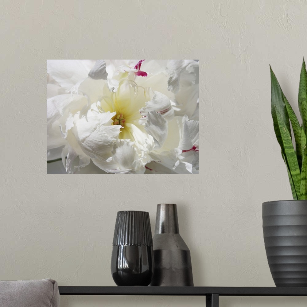 A modern room featuring A close-up photo of a dainty white flower exudes the feeling being breathless.