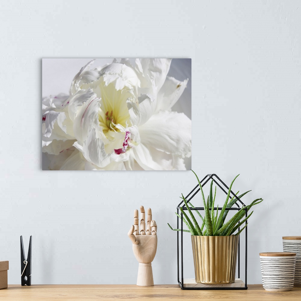 A bohemian room featuring A close-up photo of a dainty white flower exudes the feeling being breathless.