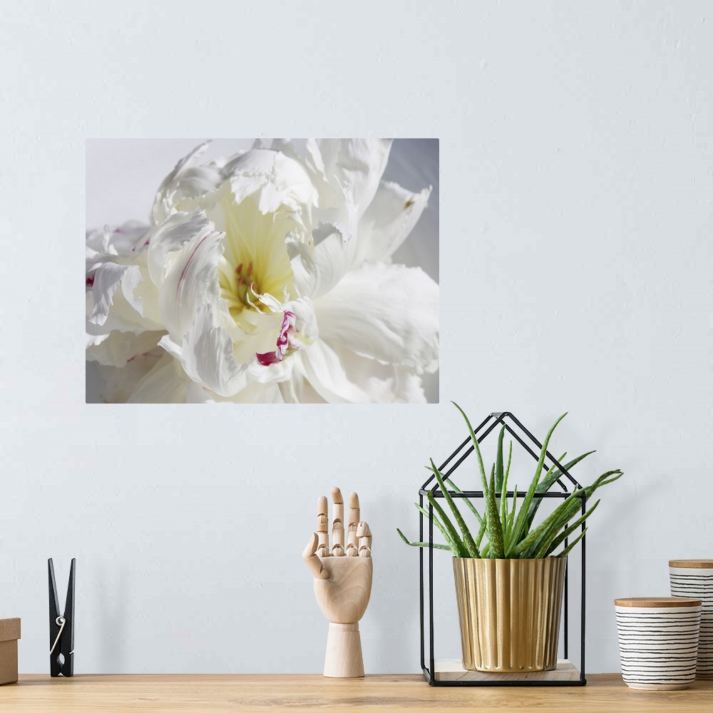 A bohemian room featuring A close-up photo of a dainty white flower exudes the feeling being breathless.