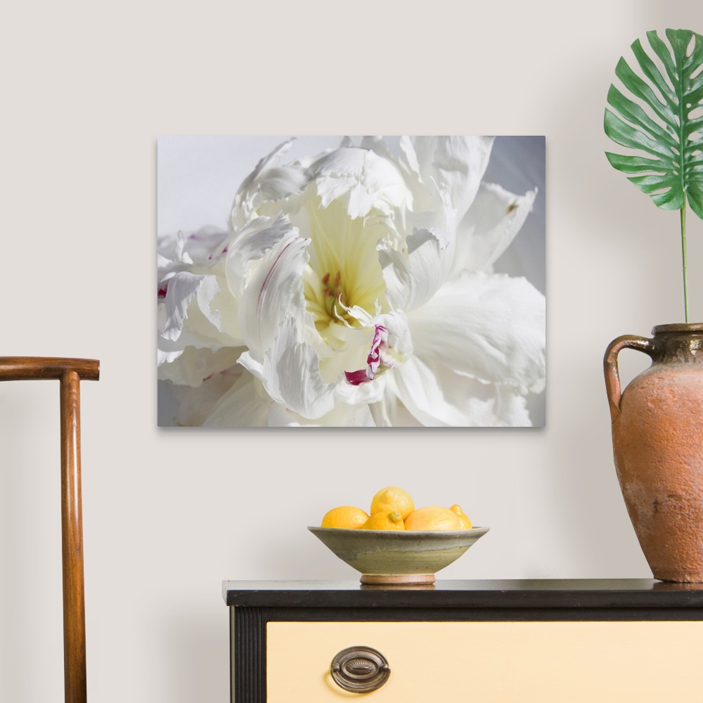 A traditional room featuring A close-up photo of a dainty white flower exudes the feeling being breathless.