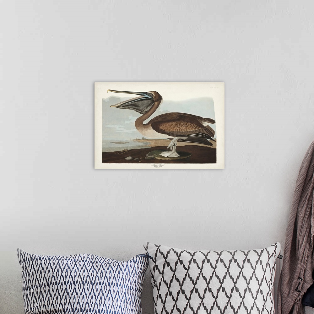 A bohemian room featuring Brown Pelican