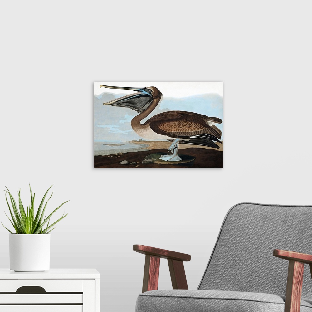 A modern room featuring Brown Pelican