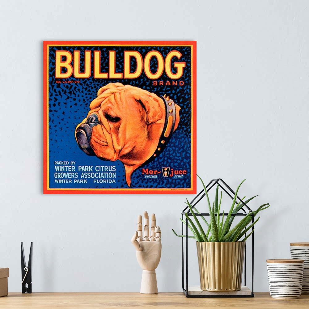 A bohemian room featuring Bull Dog