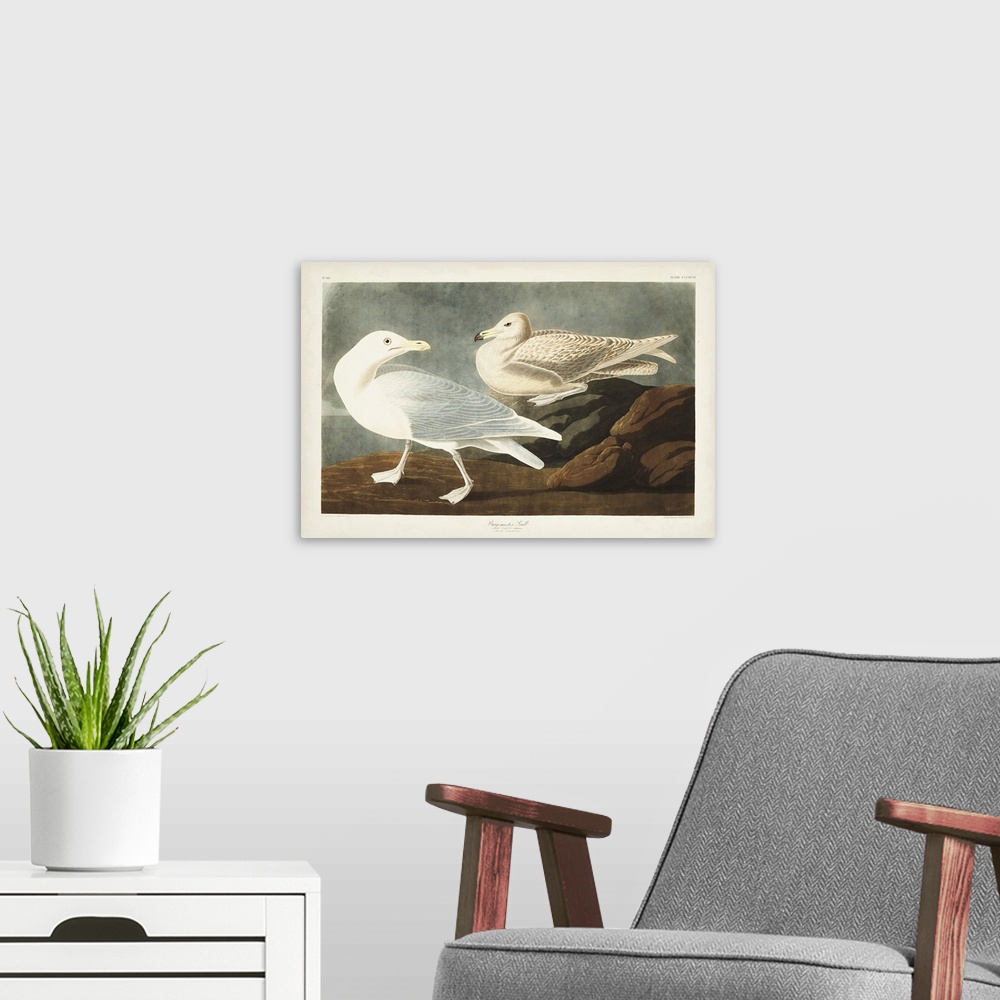 A modern room featuring Burgomaster Gull