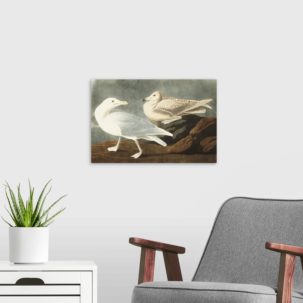 A modern room featuring Burgomaster Gull