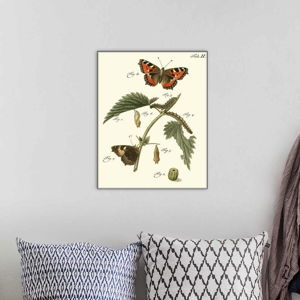 A bohemian room featuring Butterfly Metamorphosis I