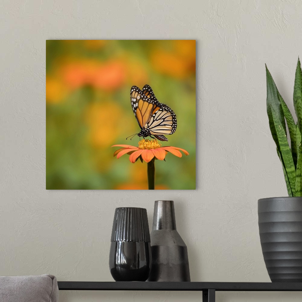 A modern room featuring Butterfly Portrait IV