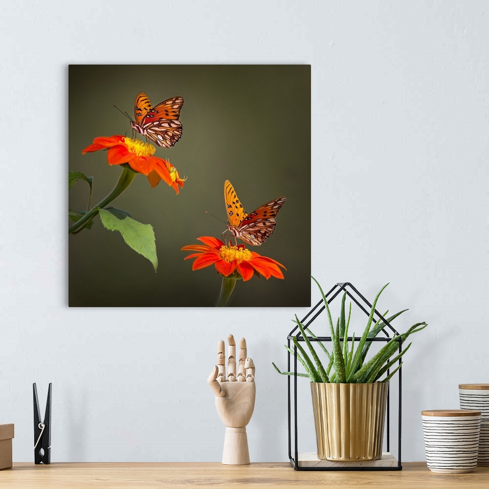 A bohemian room featuring Butterfly Portrait VI