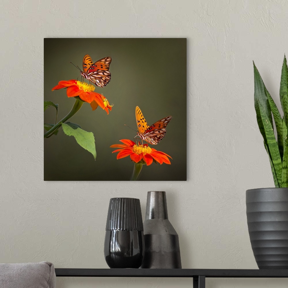 A modern room featuring Butterfly Portrait VI