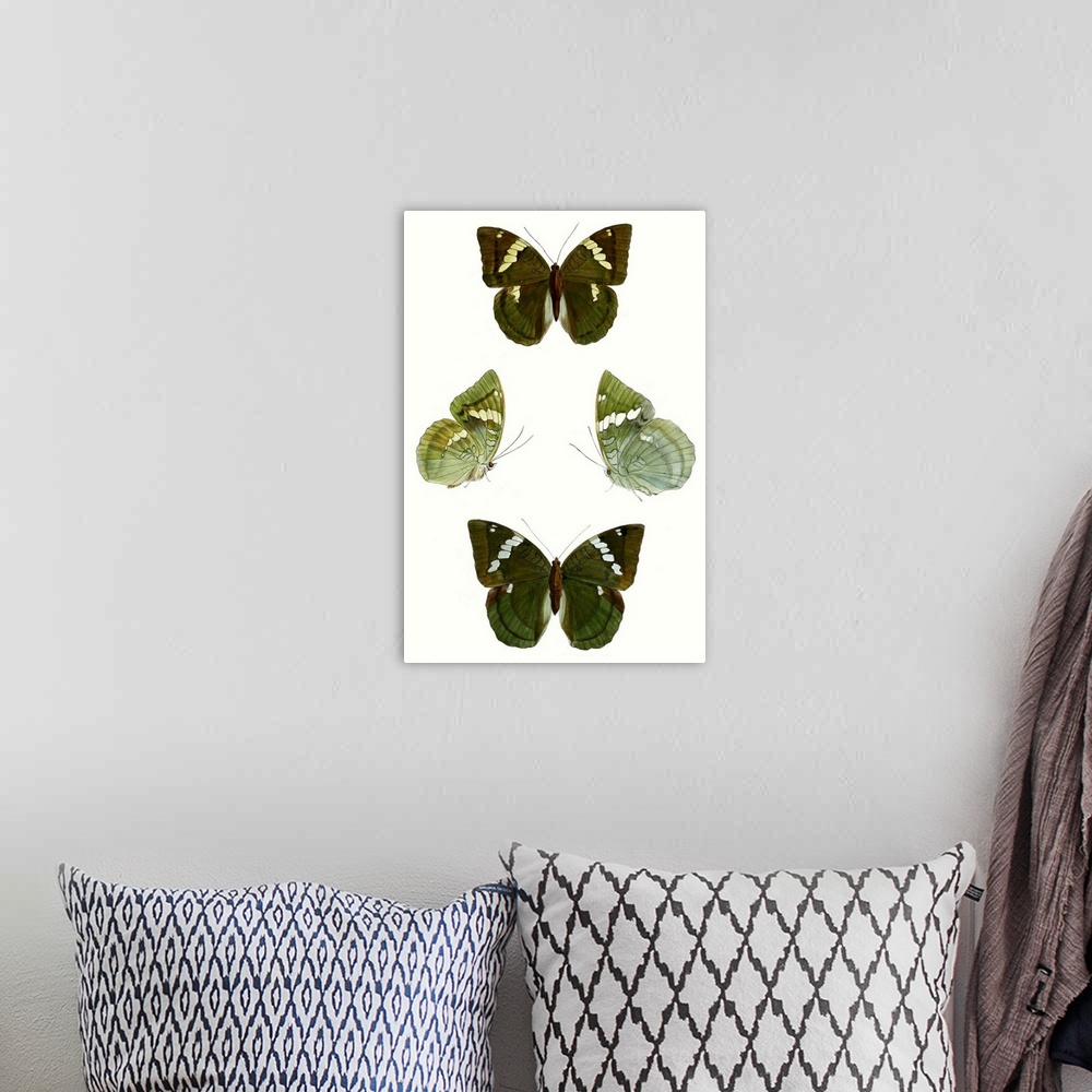 A bohemian room featuring Butterfly Specimen V