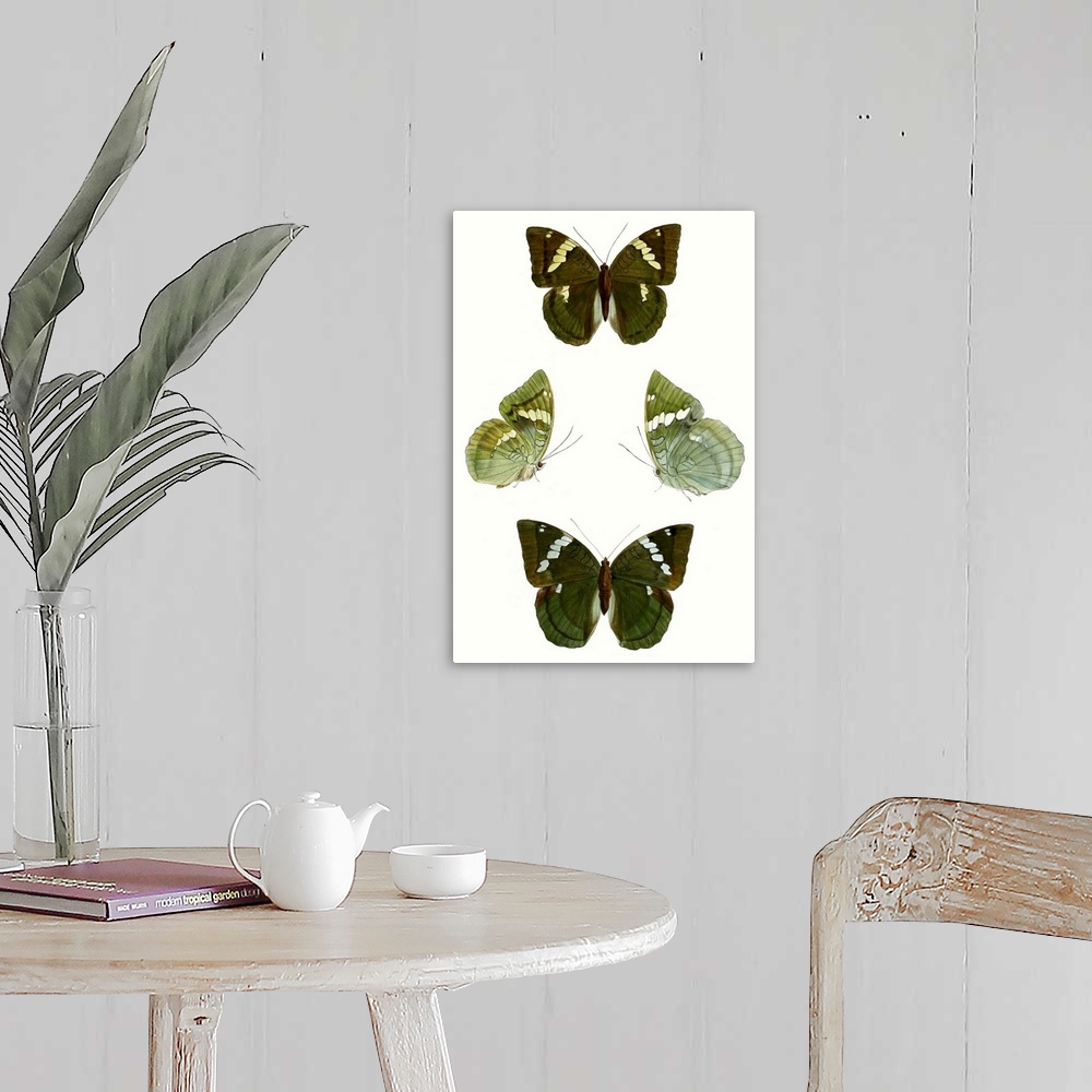 A farmhouse room featuring Butterfly Specimen V