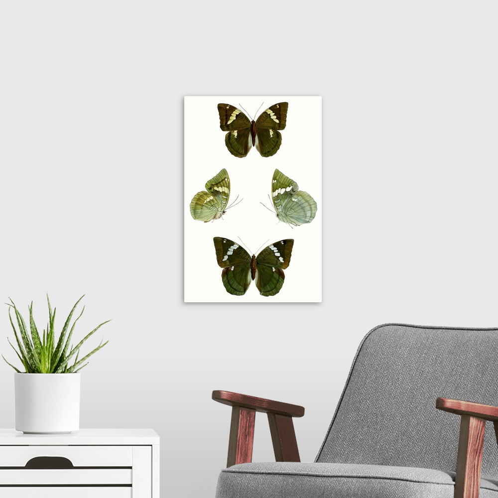 A modern room featuring Butterfly Specimen V