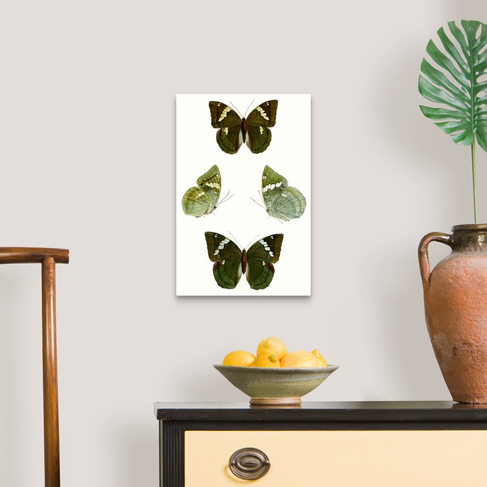 A traditional room featuring Butterfly Specimen V