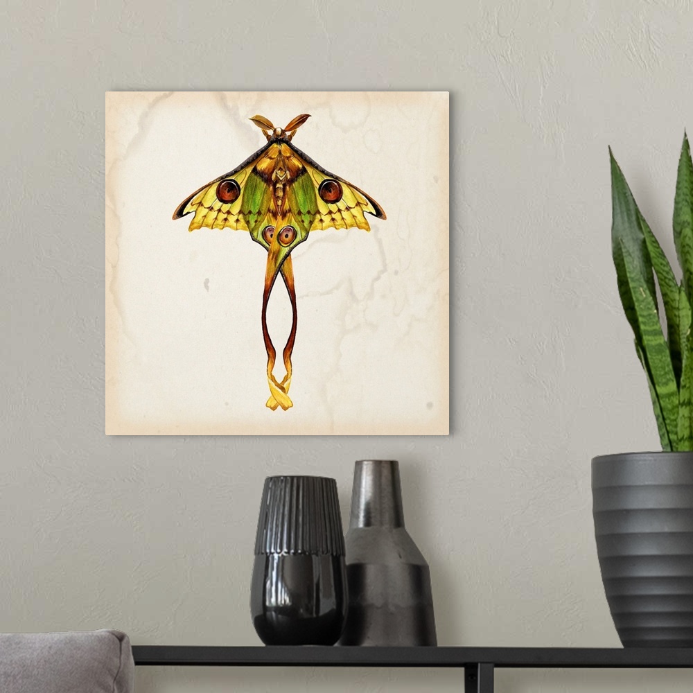 A modern room featuring Vintage style illustration of a moth on a beige, watermarked background.