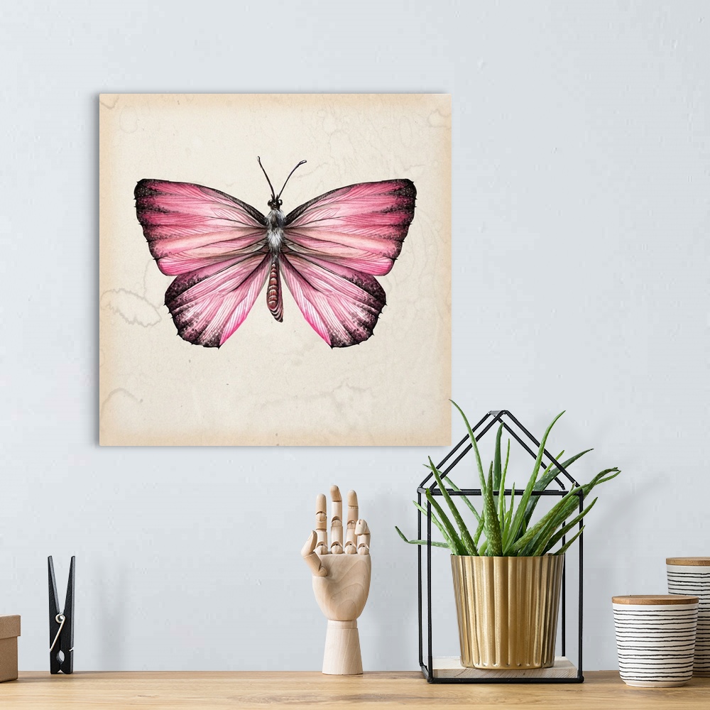 A bohemian room featuring Vintage style illustration of a butterfly on a beige, watermarked background.