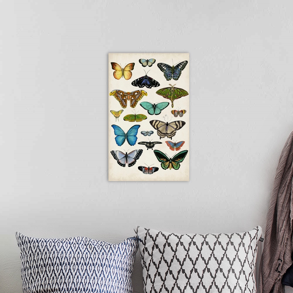 A bohemian room featuring Butterfly Taxonomy I