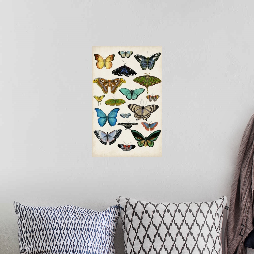 A bohemian room featuring Butterfly Taxonomy I