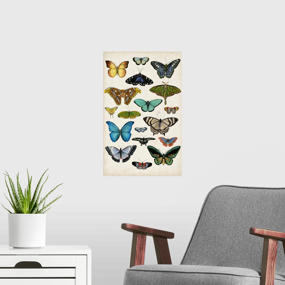A modern room featuring Butterfly Taxonomy I