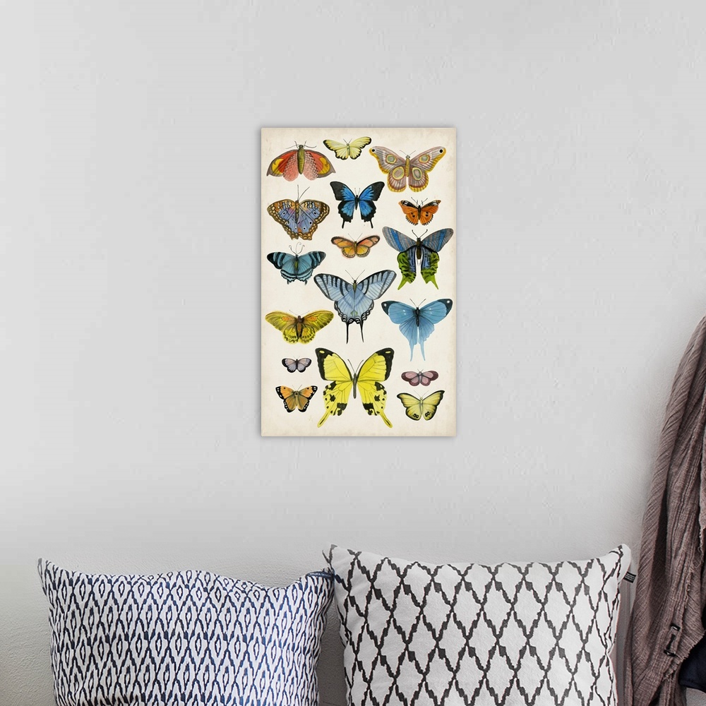 A bohemian room featuring Butterfly Taxonomy II