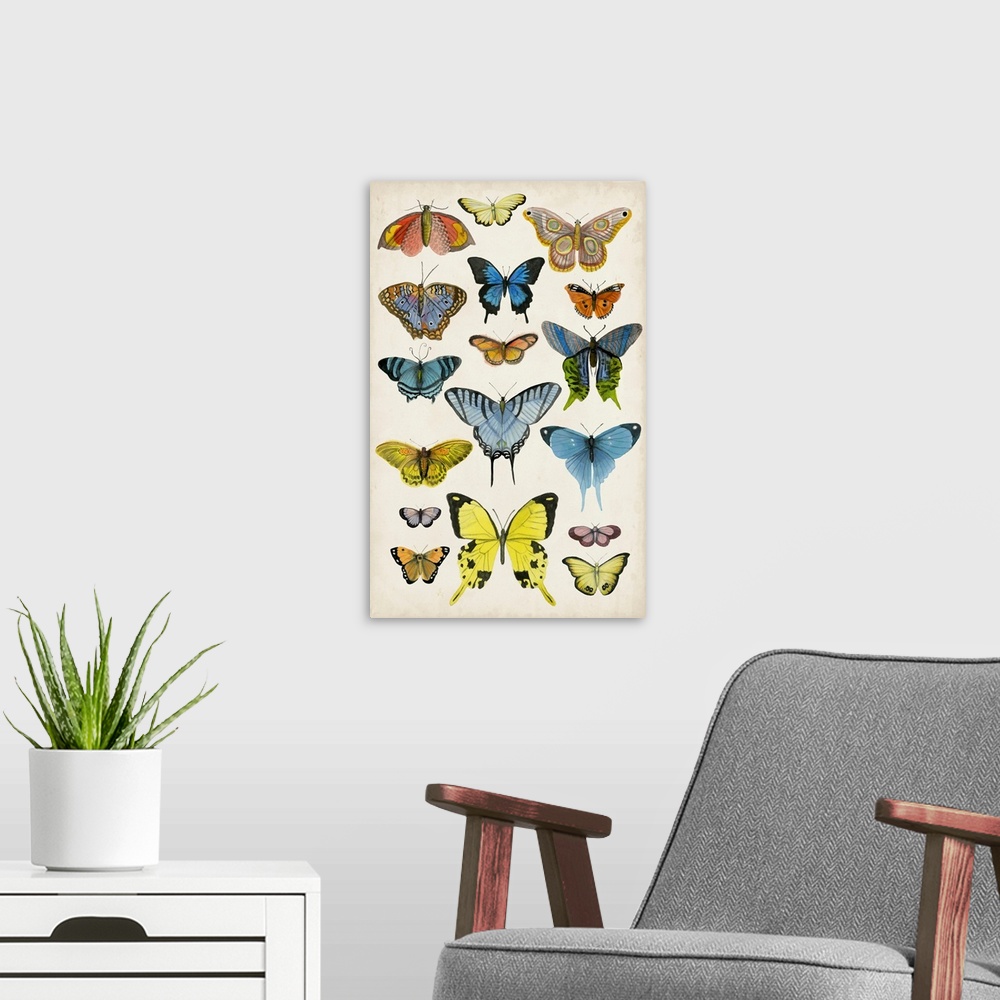 A modern room featuring Butterfly Taxonomy II