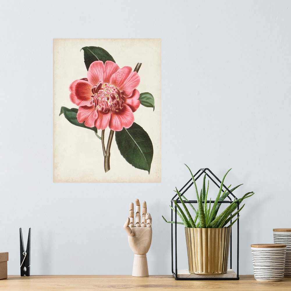 A bohemian room featuring Vintage-inspired botanical illustration of a carnelian pink flower.