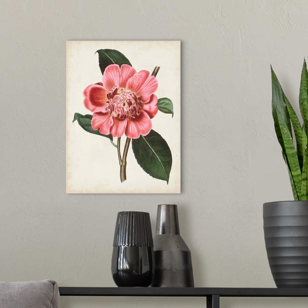 A modern room featuring Vintage-inspired botanical illustration of a carnelian pink flower.