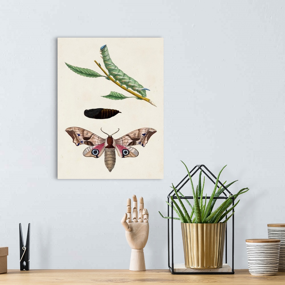 A bohemian room featuring Caterpillar & Moth IV