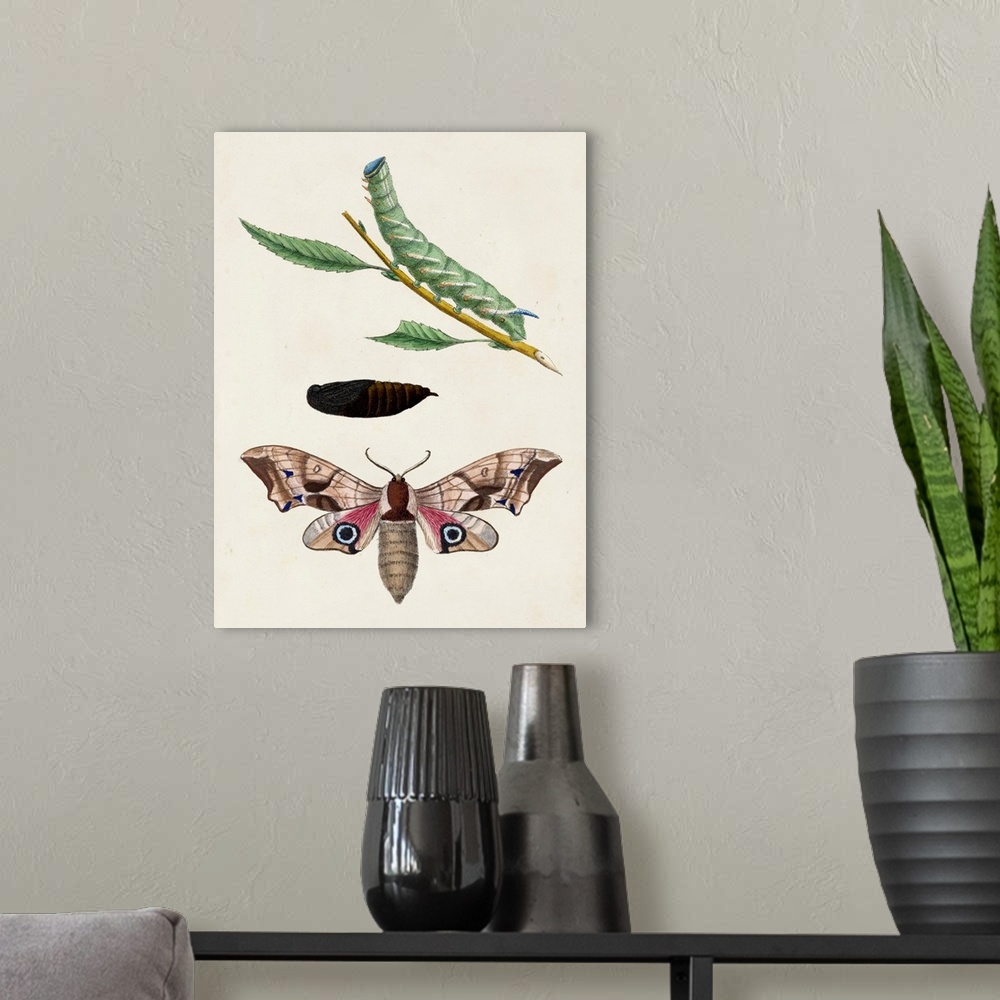 A modern room featuring Caterpillar & Moth IV