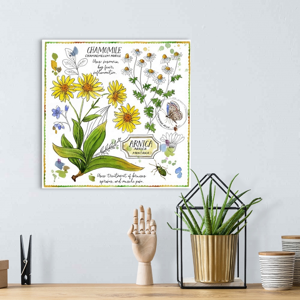 A bohemian room featuring Chamomile And Arnica