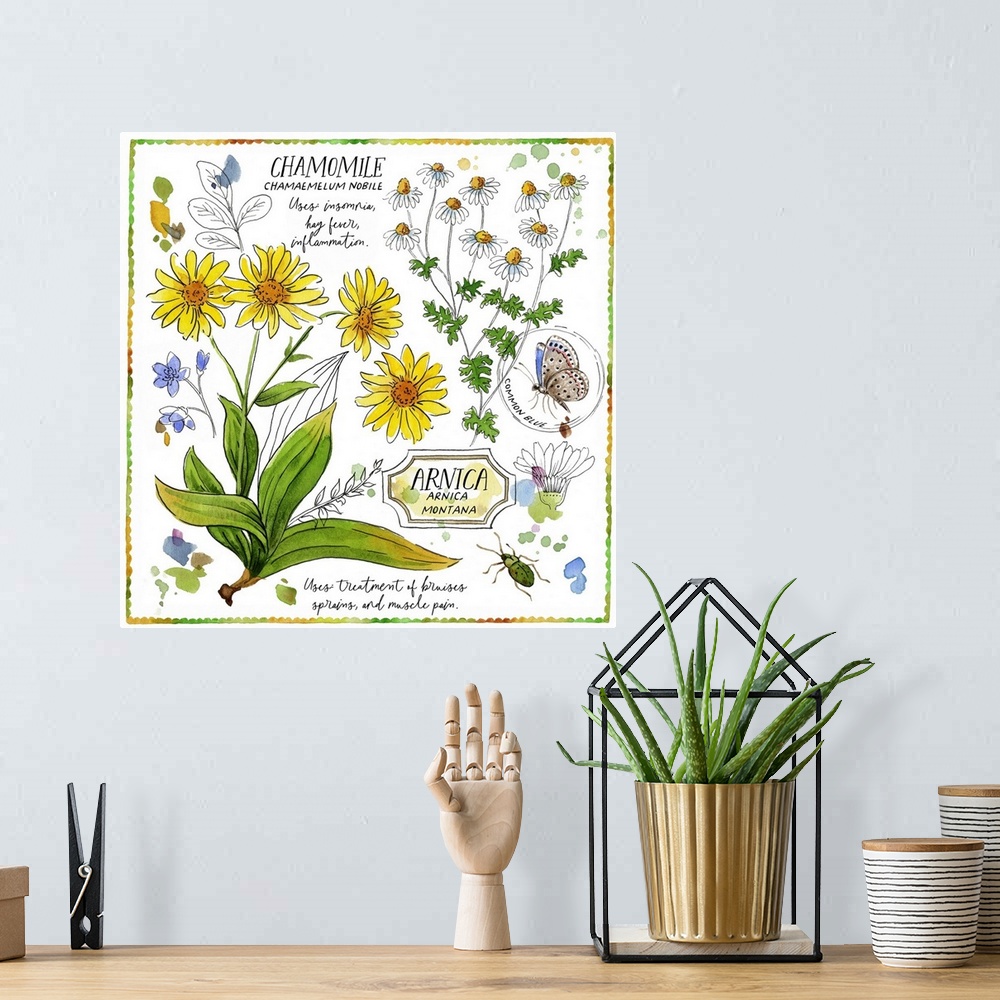 A bohemian room featuring Chamomile And Arnica