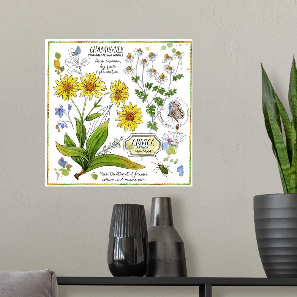 A modern room featuring Chamomile And Arnica