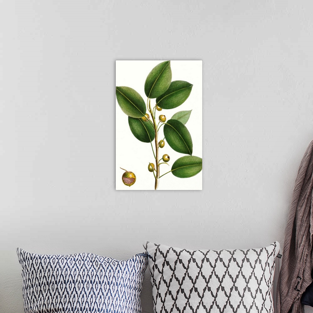 A bohemian room featuring This contemporary artwork features an illustration of a close up of a botanical plant colored ove...