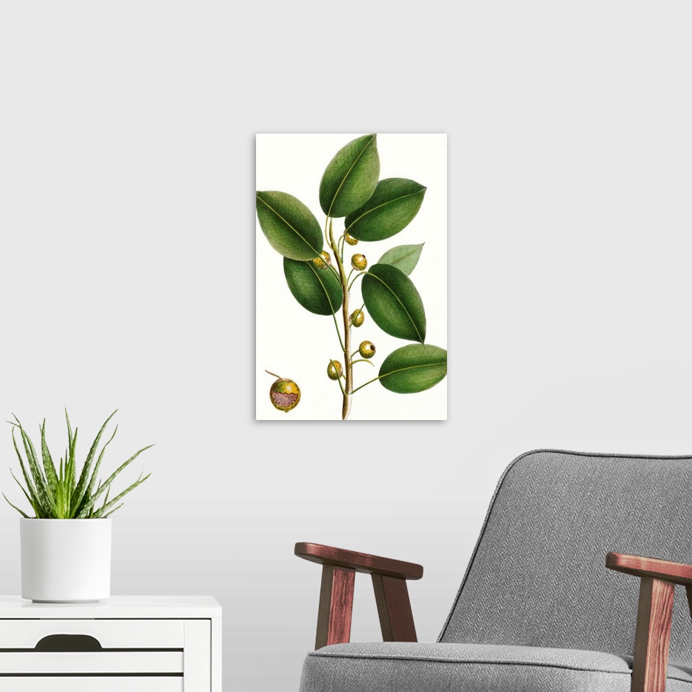 A modern room featuring This contemporary artwork features an illustration of a close up of a botanical plant colored ove...
