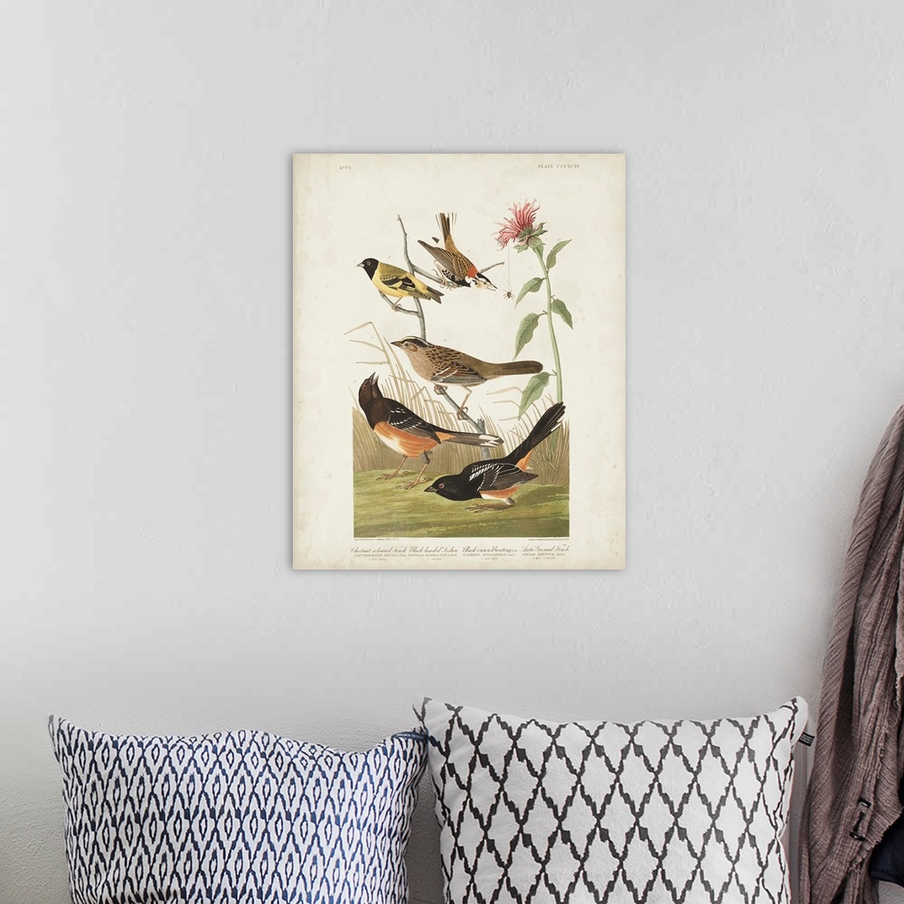 A bohemian room featuring Chestnut Coloured Finch