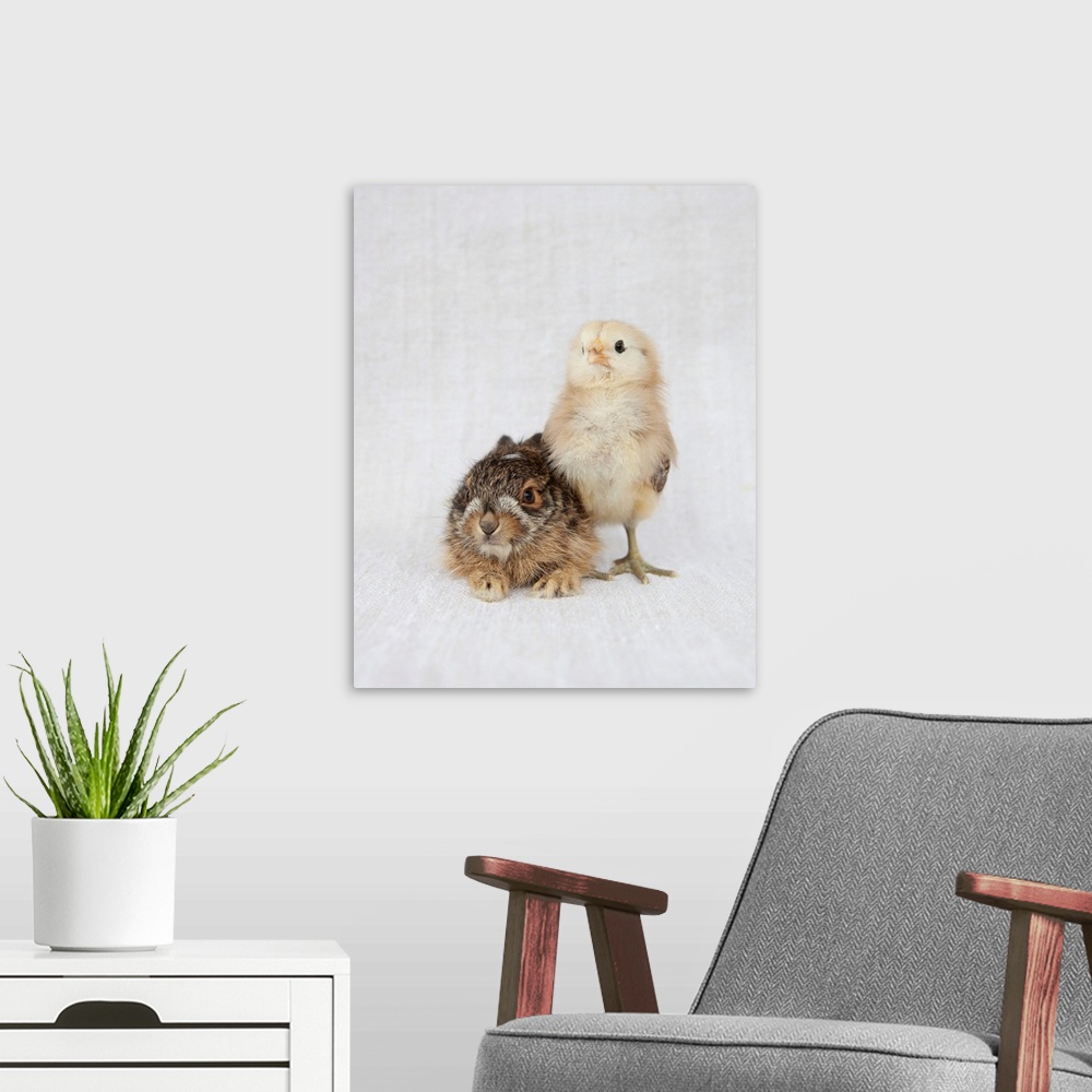 A modern room featuring Chick & Baby Rabbit