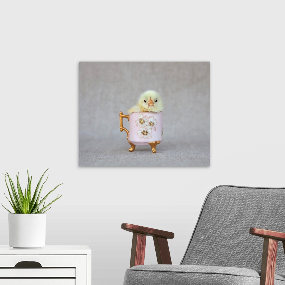 A modern room featuring Chick In Pink Cup