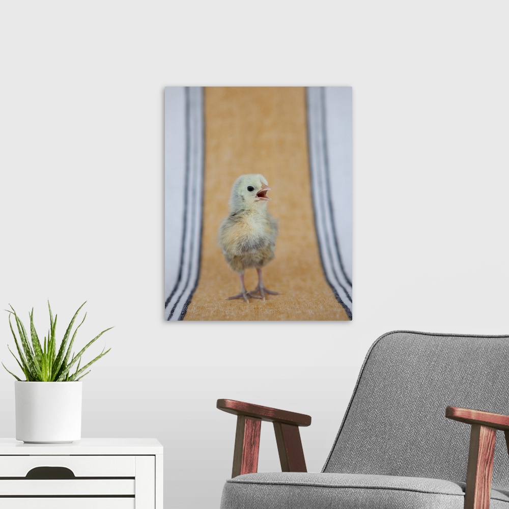 A modern room featuring Chick On Ochre Napkin II