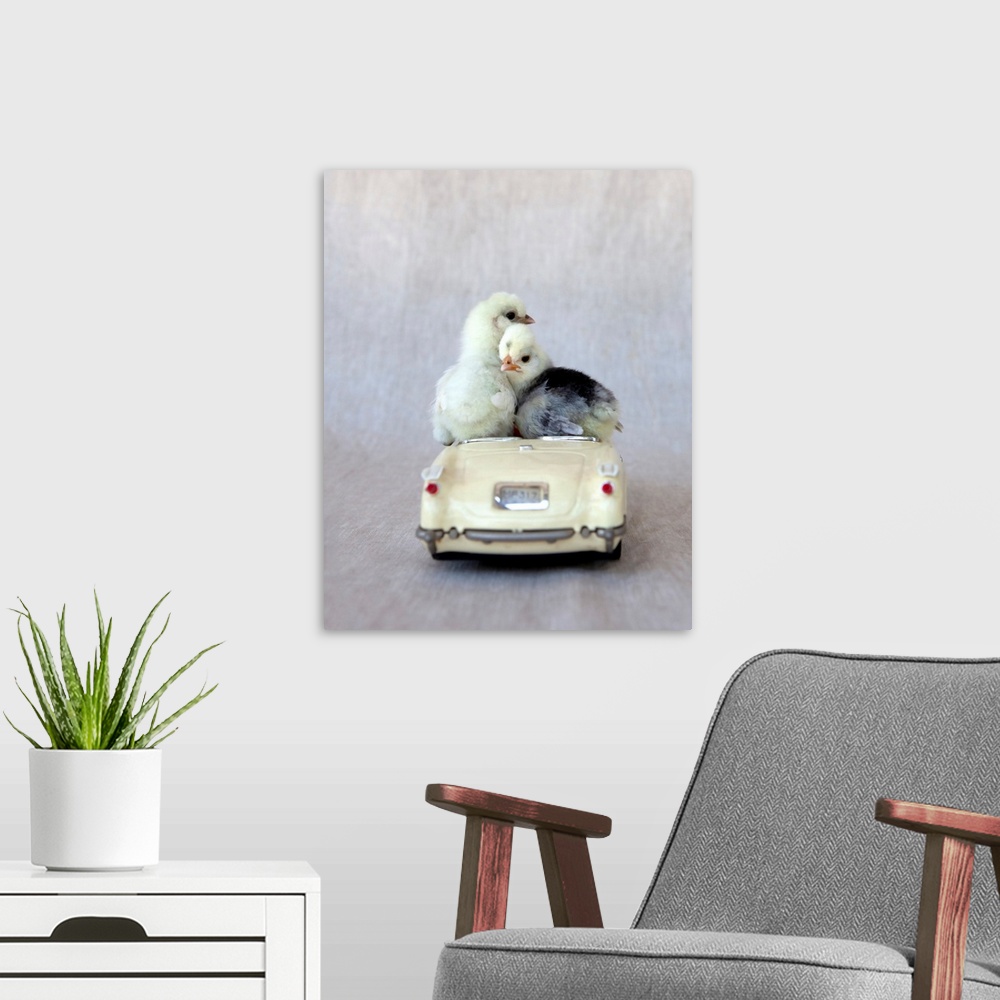 A modern room featuring Chicks In Cream Car I